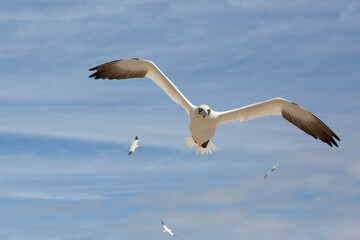 Northern gannet at Saltee Island, Ireland