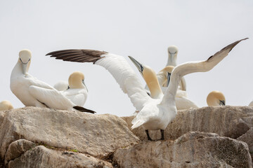 Northern gannet at Saltee Island, Ireland