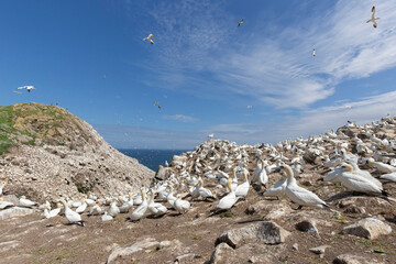 Northern gannet at Saltee Island, Ireland