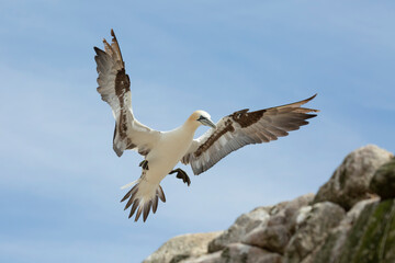 Northern gannet at Saltee Island, Ireland