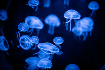Jellyfish flyng in Cattolica's Aquarium
