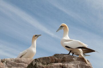 Northern gannet at Saltee Island, Ireland