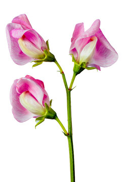 pink sweet pea flowers three blossoms close up, vertical shot