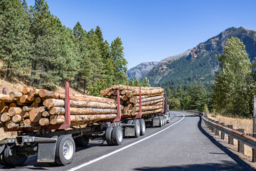 Powerful big rig classic semi truck transporting logs on two semi trailers climbing uphill on the winding mountain road in Columbia Gorge