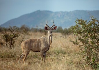 Juvenile Kudu