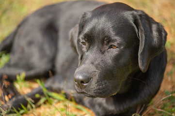 A black labrador retriever lies on a beige natural background on a sunny day. The dog is resting.