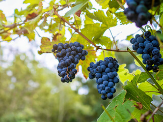 Dark grapes hanging from the vines inside the vineyard with the reflection of the sun at dusk.