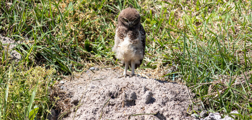 Photograph of a Burrowing owl. The bird was found on the beach of Capão da Canoa, in Rio Grande do...