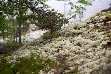 A glade of silvery white lace yagel on the rock on Koyonsaari island in Karelia