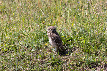 Photograph of a Burrowing owl.
