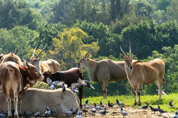 Group of Tragelaphus oryx antelope eating in a herd with some pigeons around