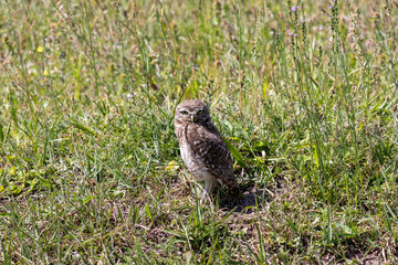 Photograph of a Burrowing owl. The bird was found on the beach of Capão da Canoa, in Rio Grande do Sul, Brazil.