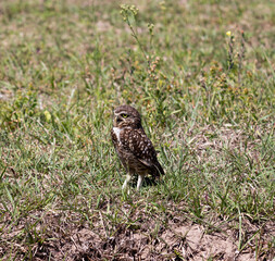 Photograph of a Burrowing owl. The bird was found on the beach of Capão da Canoa, in Rio Grande do Sul, Brazil.