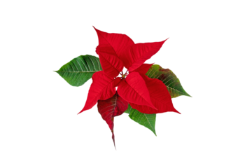Poinsettia or euphorbia pulcherrima plant isolated transparent png. Flor de Pascua. Christmas Eve red flower.