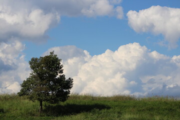 tree in the field