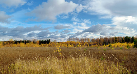 Autumn landscape. Yellow grassy meadow, birch forest and blue sky with clouds. Scenic cloudscape.