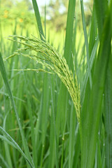 closeup the bunch ripe green paddy plant growing with grain in the farm soft focus natural green brown background.