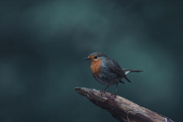 Robin on a branch.