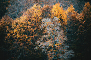 autumn forest background with orange leaves and tree