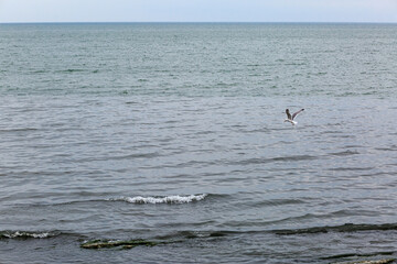 Coast of the Caspian Sea, waves, gray sky, a cell flies over the water, landscape.