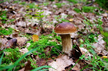 Boletus in the forest