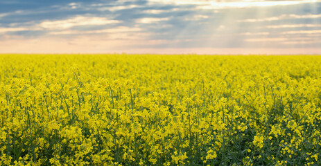 Obraz premium Rape field and sunset, beautiful rural agrarian landscape