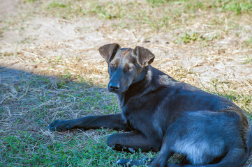 a black dog setting on road. indian street dog.