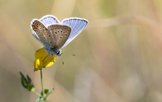 A small blue butterfly sits in the sun on a yellow flower. There is space for text on the image
