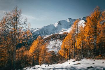 Fototapeta na wymiar winter and autumn mountain landscape with forest of larches