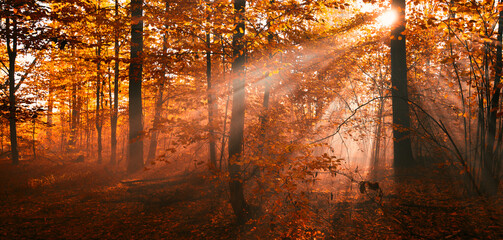 A wonderful dawn in the autumn forest.