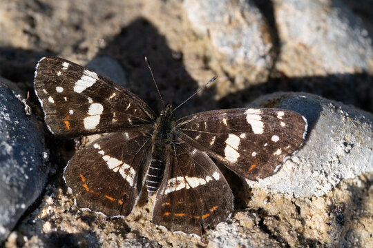 A small butterfly, a "little kingfisher" (Limenitis camilla) sits well camouflaged on stones on the ground and warms itself.