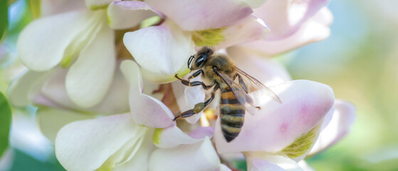 A bee on an acacia flower macro, close-up. - obrazy, fototapety, plakaty