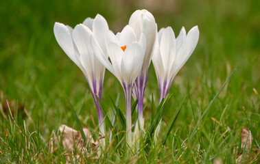 Purple and white crocuses in green grass. Abstract natural background.