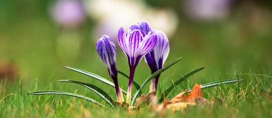 Purple and white crocuses in green grass. Abstract natural background.