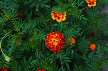 French marigolds background. Orange floral background. Orange marigolds. Orange french marigold. Orange flowers backdrop.