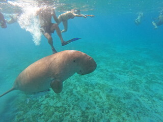 Obraz premium A sea cow living in the area of Marsa Alam, Egypt. Dugong