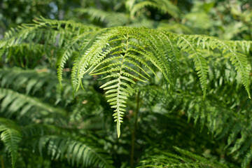 Bracken fern leaf close up