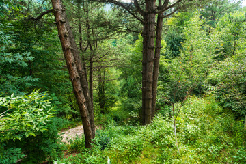 Evergreen pine trees in a forest, Armenia