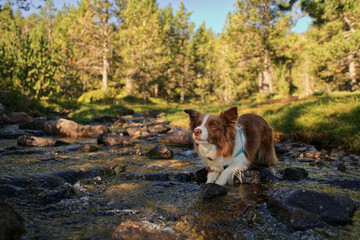 Brown Border Collie dog in a river. Concept adventure dog