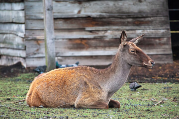 A young female red deer in the zoo. Large park