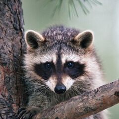 raccoon sits on a tree branch. Close-up, selective focus.