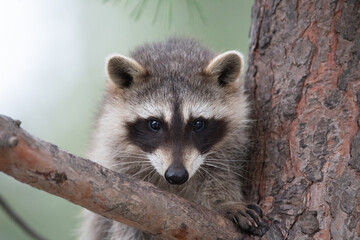 raccoon sits on a tree branch. Close-up, selective focus.