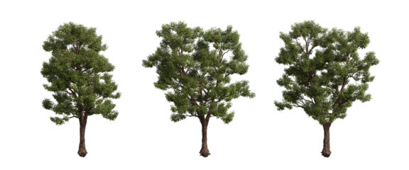 tree isolated on transparent background , tree 3d render