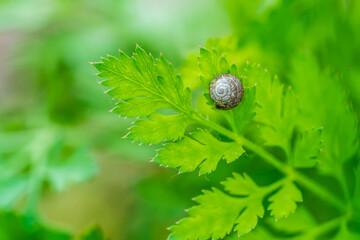 Snails on the leaves of chrysanthemums