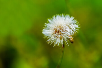 dandelion on green background