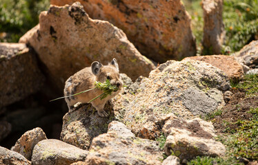 Pika, a small mammal that lives in high elevations above tree line is storing food for winter in Colorado, USA