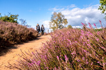 Fischbecker Heide - Die Heide blüht