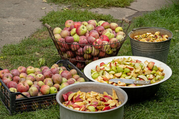 Cutting a lot of apples into pieces in the garden. Fresh red apple harvest. Cutting and preparing a fresh apple for eating. Cut fruits for jam cider or juice outdoors