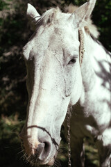 Obraz premium White horse head frontal portrait. Horse in the forest.