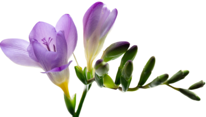 Beautiful background with purple freesia flowers